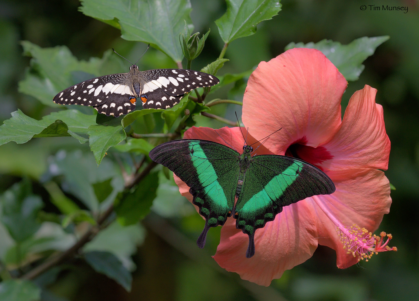 Stack flutterbys